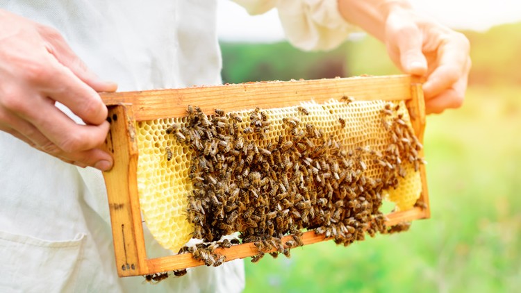 Eine Person hält eine Holz-Wabenrahmen mit gelben Honigwaben, die von zahlreichen Bienen bedeckt sind, vor einer grünen Wiese.