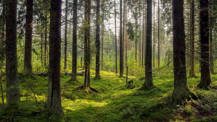Dichter Wald mit geraden Baumstämmen und grünem, moosbedecktem Boden, von Sonnenlicht durch die Äste erhellt.