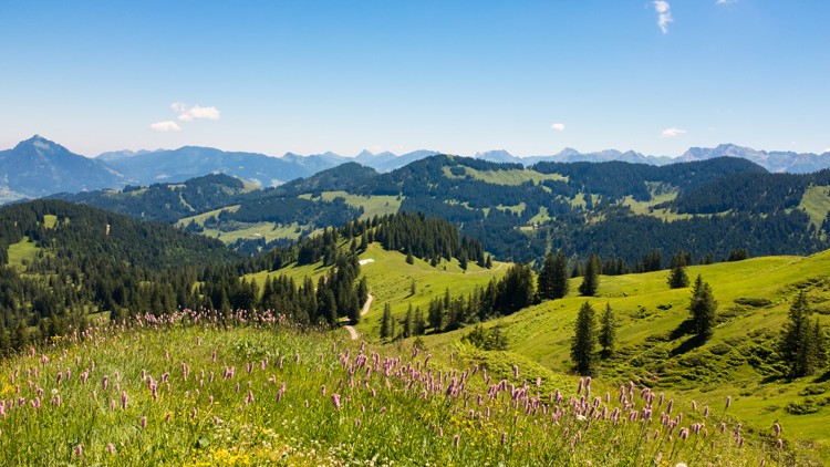 Grüne Hügellandschaft mit Wiesen, Nadelwäldern, blühenden Blumen im Vordergrund und Bergen im Hintergrund unter blauem Himmel.