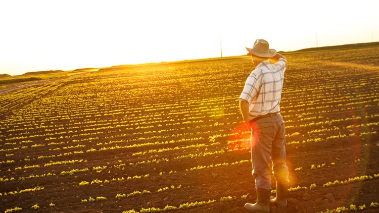 Eine Person mit Hut steht auf einem Feld mit jungen Pflanzen und blickt in Richtung Sonnenuntergang.