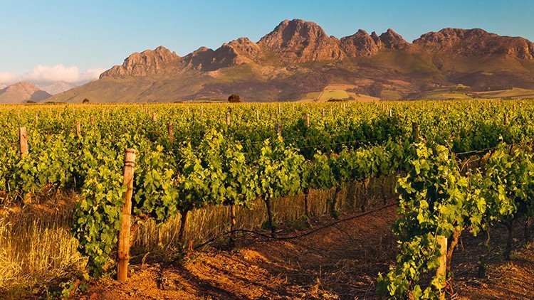 Ein Weinberg mit grünen Reben in Reihen, im Hintergrund eine hügelige Landschaft mit Bergen unter blauem Himmel.