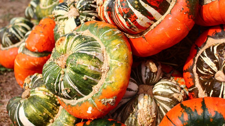 Mehrere bunte Zierkürbisse mit grünen, orangen und weißen Streifen liegen dicht nebeneinander auf dem Boden.