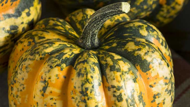 Ein orange-grün gemusterter Kürbis mit leicht geripptem Körper und kurzem Stiel liegt in Nahaufnahme.