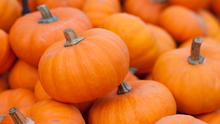 Mehrere orangefarbene Kürbisse mit kurzen braunen Stielen liegen dicht beieinander.