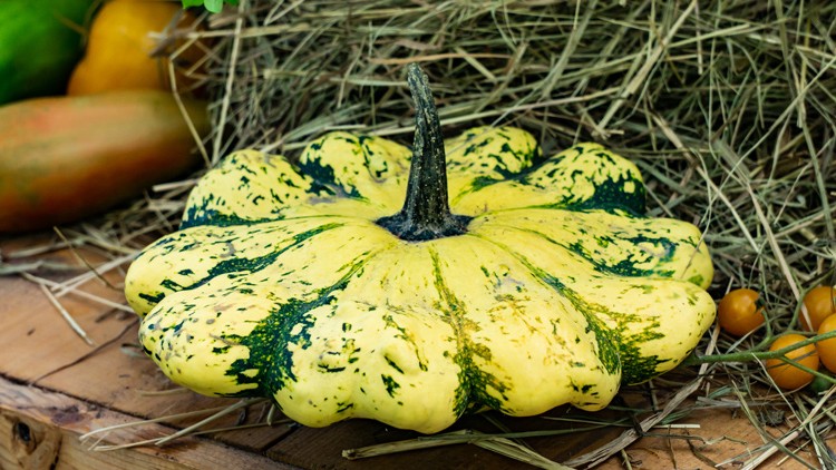 Gelb-grüner Zierkürbis mit unregelmäßiger Oberfläche liegt auf Stroh, daneben gelb-orange Tomaten und weiteres Gemüse.