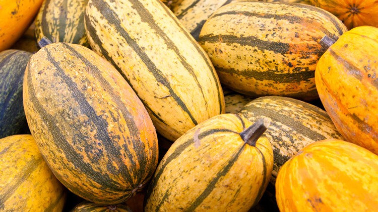 Mehrere längliche, gelb-orange Kürbisse mit grünen Streifen liegen dicht nebeneinander.