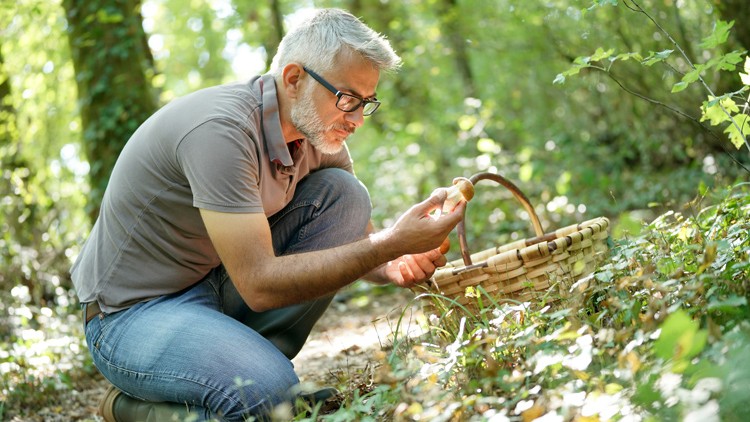 Person kniet im Wald und hält einen Pilz in der Hand, neben ihr steht ein geflochtener Sammelkorb auf dem Boden.