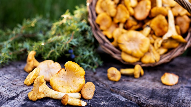 Frische Pfifferlinge liegen auf einem Holzuntergrund, im Hintergrund ein umgekippter Korb mit weiteren Pilzen und grüner Dekoration.