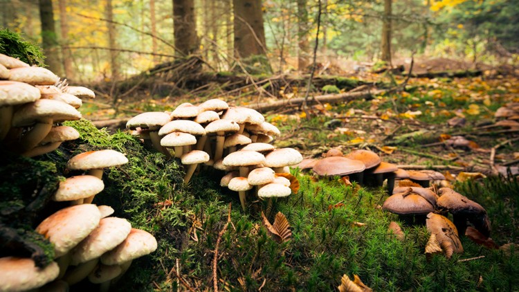 Gruppe von Pilzen auf bemoostem Waldboden mit weiteren Pilzen und herbstlicher Baumlandschaft im Hintergrund.