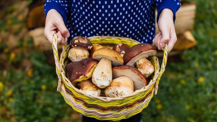 Ein geflochtener Korb mit frisch gesammelten Pilzen wird vor einem Hintergrund aus Gras und Holzstapeln in Händen gehalten.