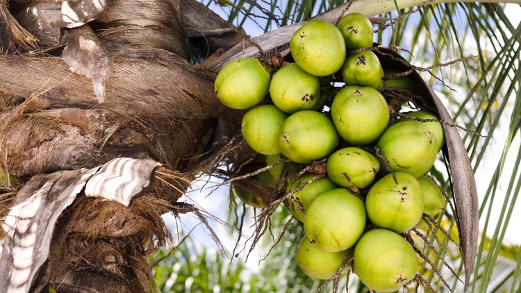 Grüne Kokosnüsse hängen an einer Palme mit braunen Palmwedeln und grünen Blättern vor blauem Himmel.