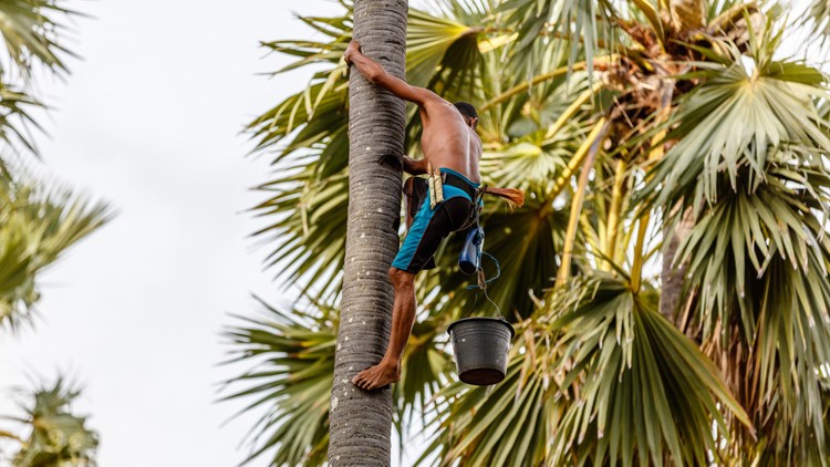Eine Person klettert mit einem schwarzen Eimer und Sicherungsgurt an einer hohen Palme, im Hintergrund grüne Palmenblätter.