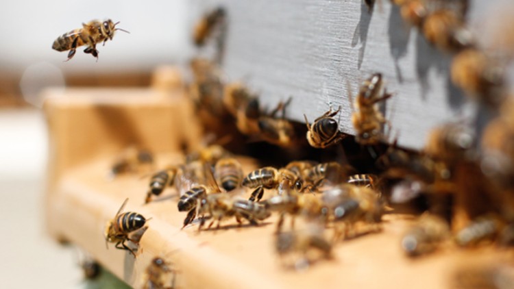Mehrere Bienen krabbeln und fliegen vor einem hölzernen Bienenstock-Eingang bei Tageslicht.