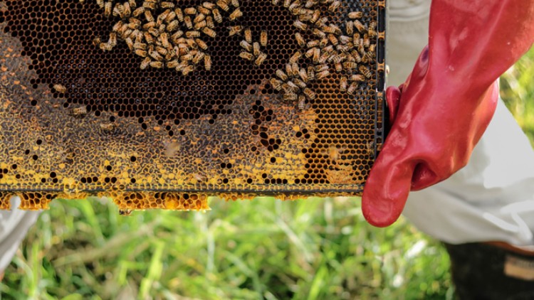 Ein rechteckiger Bienenwabenrahmen mit Honig und zahlreichen Bienen wird von einer Hand mit roten Handschuhen gehalten.