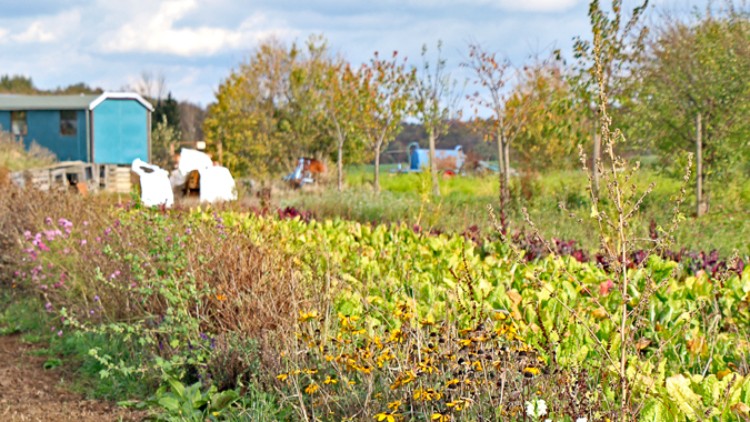 Ein Feld mit bunten Blumen, grünem Gemüse und Bäumen im Hintergrund, daneben ein blaues Gebäude und weiße Gegenstände.