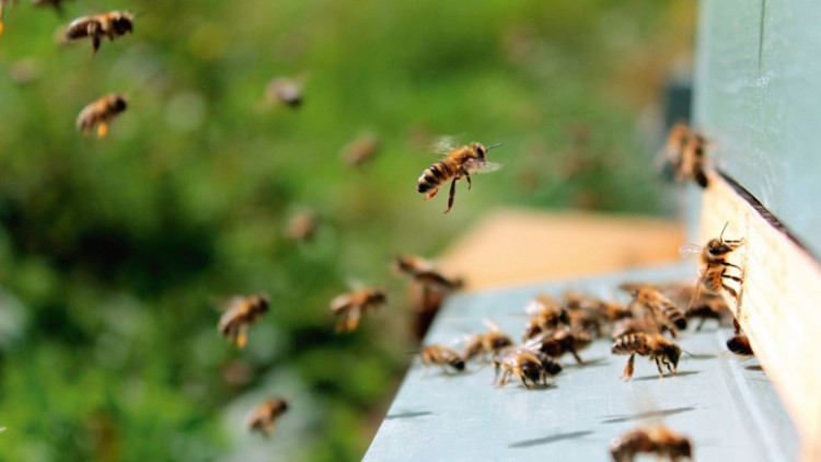 Mehrere Bienen fliegen vor einem Bienenstock, während andere auf einer Holzoberfläche nahe dem Eingang sitzen.