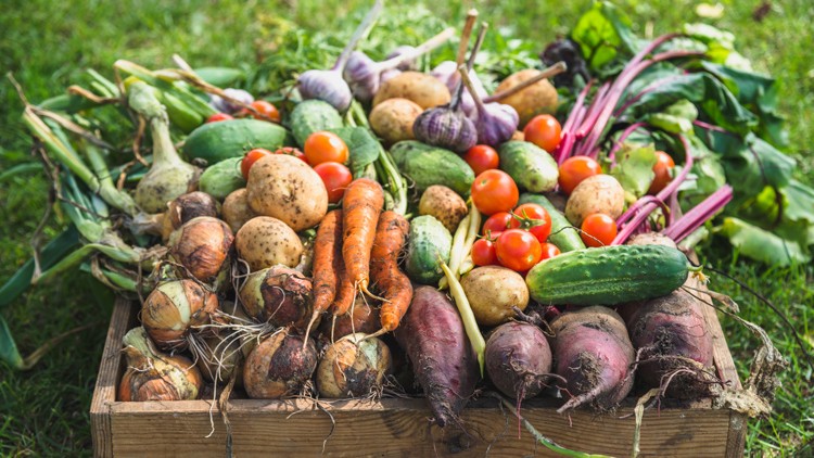 Holzkiste mit verschiedenen frischen Gemüsearten wie Karotten, Zwiebeln, Kartoffeln, Gurken, Tomaten und Rote Bete auf einer Wiese.