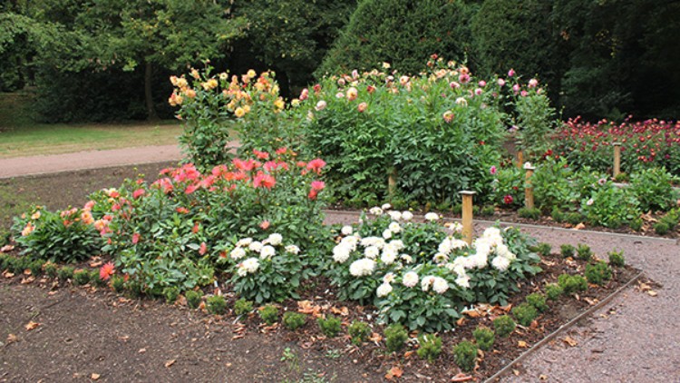 Ein rechteckiges Blumenbeet mit weißen, roten und gelben Blüten in einer Parkanlage, umgeben von Gehwegen und Bäumen.