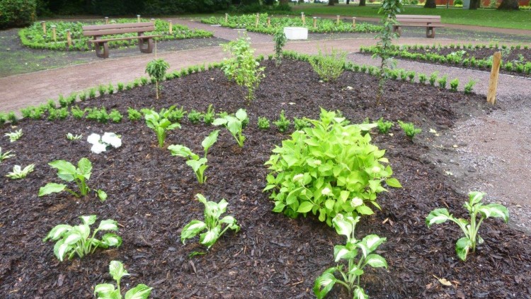 Gepflegtes Beet mit grünen Pflanzen, Holzmulch und umliegenden Kieswegen, im Hintergrund Holzbänke und Bäume.