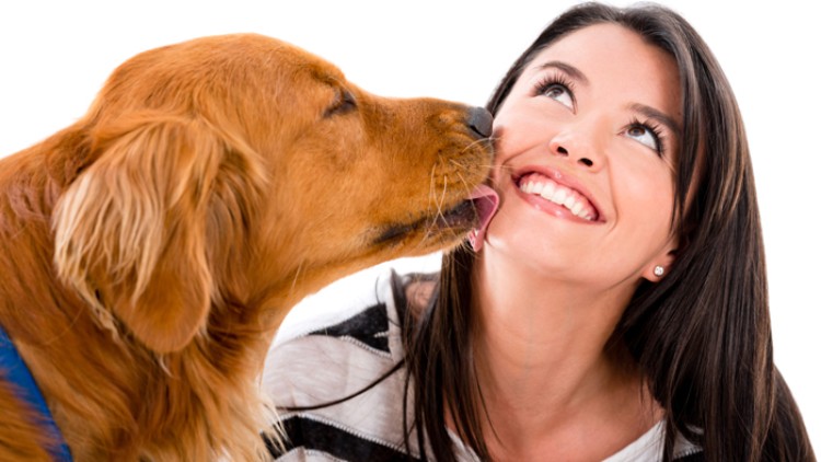 Ein Hund mit goldenem Fell und blauem Geschirr leckt jemandem das Gesicht, sichtbarer Oberkörper mit gestreiftem Oberteil.