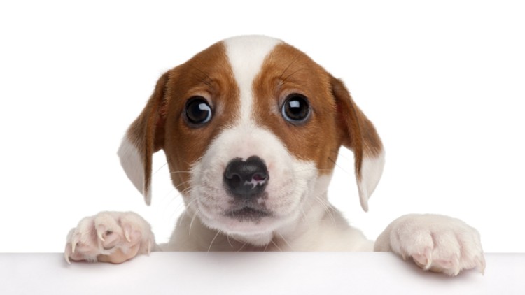 Ein Hund mit braunen Ohren und weißen Pfoten stützt sich auf eine weiße Oberfläche, Hintergrund in Weiß.