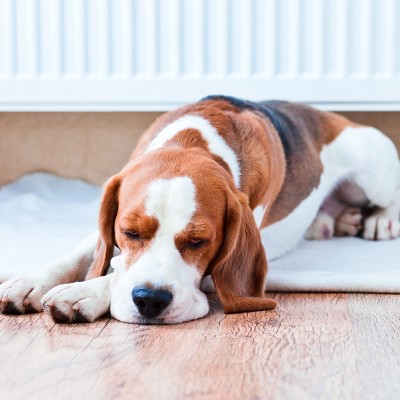 Ein braun-weißer Beagle liegt entspannt auf einem weißen Teppich vor einem Heizkörper auf einem Holzboden.