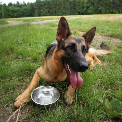 Ein Hund mit braun-schwarzem Fell liegt auf einer Wiese neben einer leeren silbernen Schüssel und streckt die Zunge heraus.