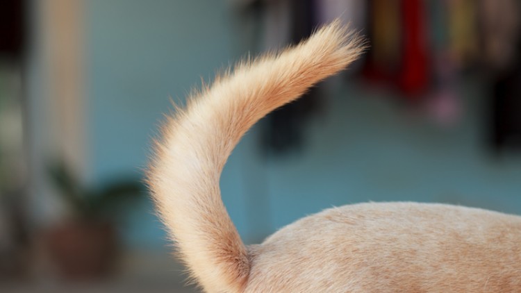 Der flauschige Schwanz eines hellbraunen Hundes ist in einer leichten Kurve nach oben gerichtet, unscharfer Hintergrund.