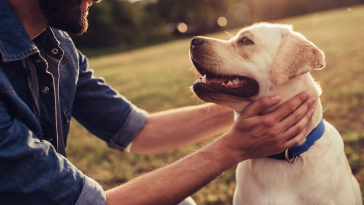 Ein Mensch streichelt einen Hund mit hellgelbem Fell und blauem Halsband auf einer Wiese bei Sonnenuntergang.