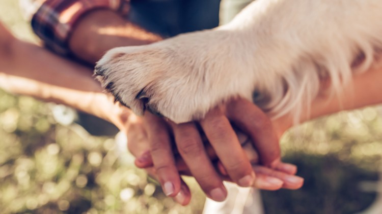 Eine helle Hundepfote liegt auf zwei übereinandergelegten menschlichen Händen im Freien.