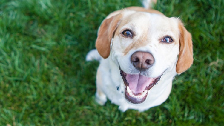 Ein braun-weißer Hund sitzt auf grünem Rasen und schaut nach oben.