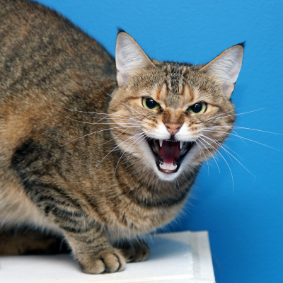 Getigerte Katze mit geöffnetem Maul, nach hinten gelegten Ohren und stehendem Fell vor einer blauen Wand.
