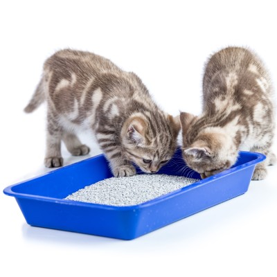 Zwei junge getigerte Katzen stehen an einer blauen Katzentoilette mit weißem Streu und schnuppern daran.