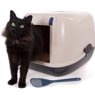 Schwarze Katze mit Glockenhalsband steht vor einer geschlossenen Katzentoilette mit blauem Kunststoffstreulöffel.