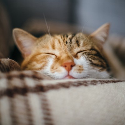 Getigerte Katze schläft mit geschlossenen Augen auf einer beige-karierten Decke, die Nahaufnahme zeigt ihr Gesicht.