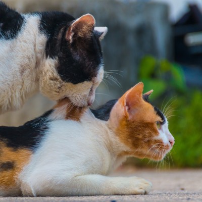 Zwei Katzen mit schwarz-weißer und dreifarbiger Fellzeichnung, eine leckt das Fell der anderen in einer Außenumgebung.