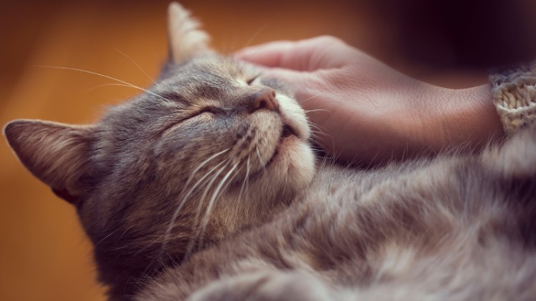 Graue Katze liegt entspannt mit geschlossenen Augen, während eine Hand ihr sanft über den Kopf streicht.