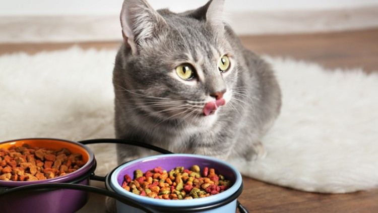 Graue Katze sitzt vor einem Fellteppich und zwei gefüllten Futternäpfen, ihre Zunge leckt über die Nase.