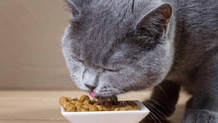 Graue Katze frisst Trockenfutter aus einer weißen, dreieckigen Schale auf einem braunen Hintergrund.