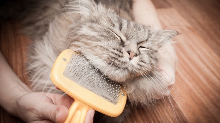 Langhaarige Katze mit geschlossenen Augen wird mit einer gelben Bürste auf einem Holzboden gebürstet.