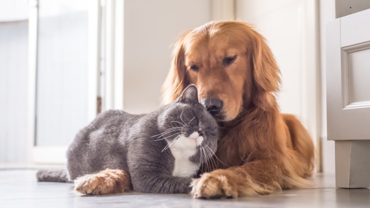 Eine grau-weiße Katze liegt dicht an einem goldfarbenen Hund auf einem hellen Boden in einem Raum mit Tageslicht.