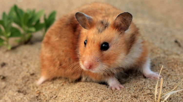 Ein braun-weiß gefärbter Hamster mit schwarzen Augen sitzt auf sandigem Boden, im Hintergrund grüne Pflanzen.