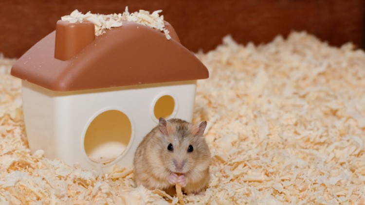 Kleiner Hamster sitzt auf Holzspänen vor einem weiß-braunen Kunststoffhäuschen und hält ein Futterstück in den Pfoten.