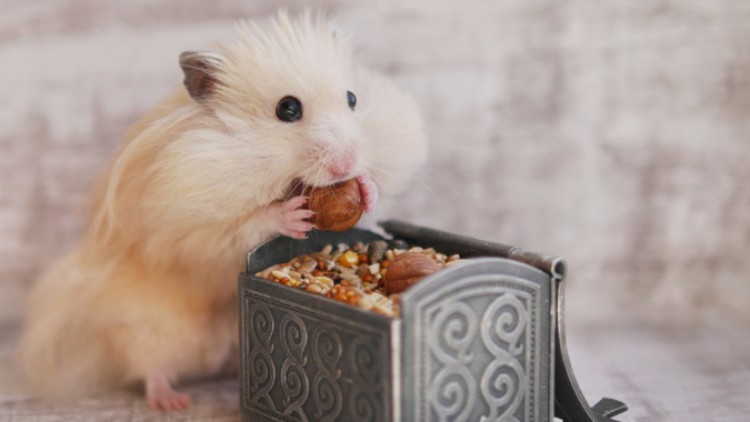 Hellbrauner Hamster hält eine Haselnuss und sitzt vor einer geöffneten, mit Körnern und Nüssen gefüllten kleinen Truhe.