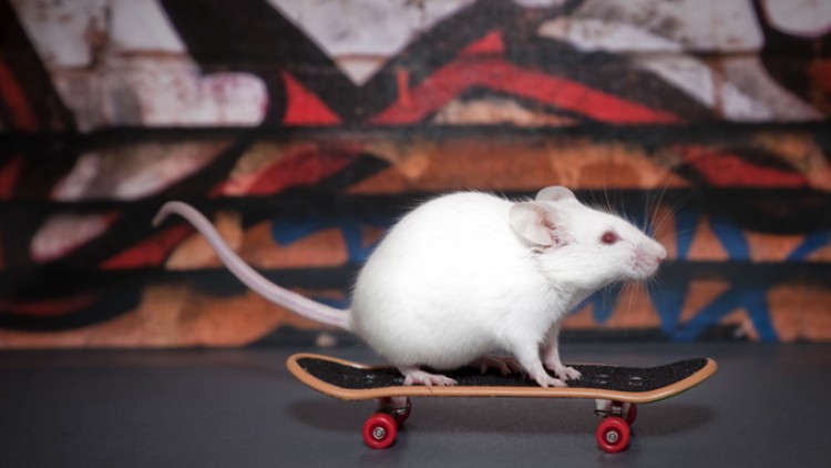 Eine weiße Maus steht auf einem kleinen Skateboard vor einer Wand mit buntem Graffiti-Muster.