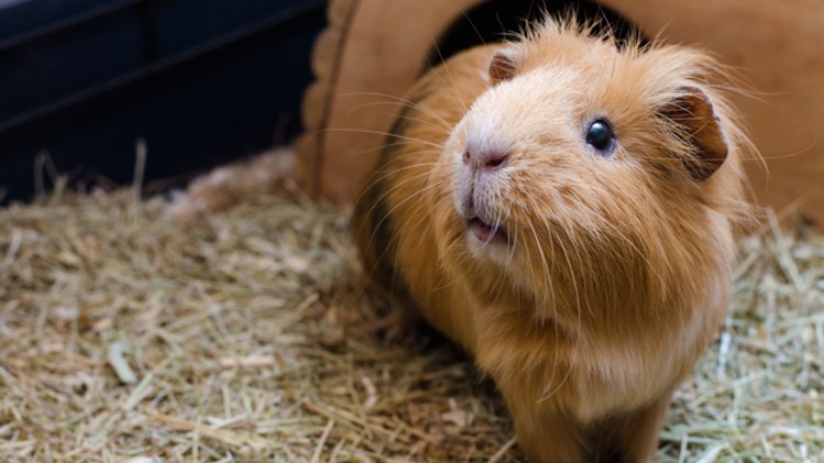 Ein braunes Meerschweinchen sitzt auf einer Schicht aus Heu vor einem hölzernen Unterschlupf.