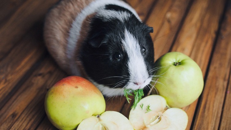 Ein schwarz-weißes Meerschweinchen sitzt zwischen ganzen und halbierten Äpfeln auf einem braunen Holzboden.