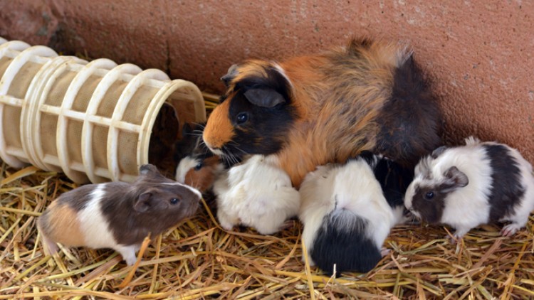 Ein mehrfarbiges Meerschweinchen sitzt mit fünf kleineren Meerschweinchen auf Stroh neben einem hellen Röhrenversteck.