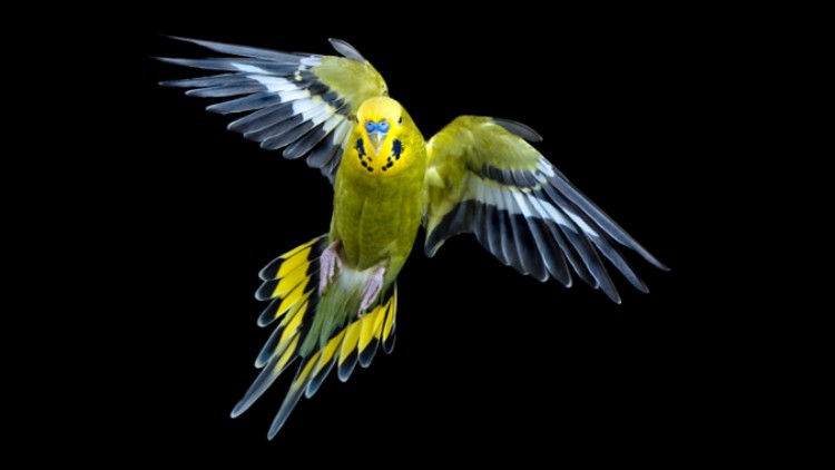 Ein gelb-grüner Wellensittich mit ausgebreiteten Flügeln fliegt vor schwarzem Hintergrund.