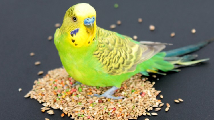 Ein grün-gelber Wellensittich sitzt auf einer schwarzen Oberfläche, umgeben von einem Haufen bunter Vogelfuttersamen.
